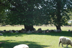 DSC_0104.JPG
