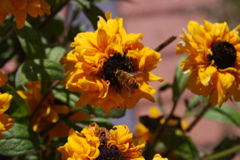 DSC_0115.JPG