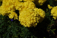 DSC_0120.JPG