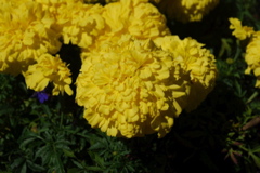 DSC_0121.JPG