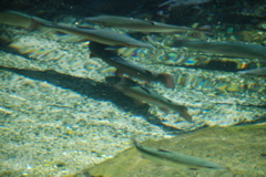 DSC_0132.JPG