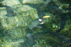 DSC_0133.JPG