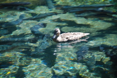 DSC_0134.JPG