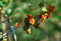 DSC_0172.JPG