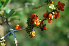 DSC_0173.JPG