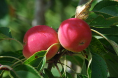 DSC_0203.JPG