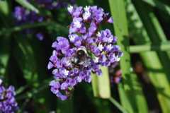 DSC_0206.JPG