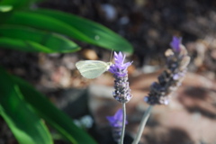 DSC_0207.JPG