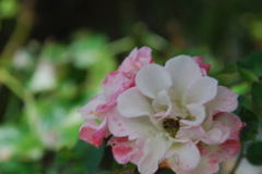 DSC_0209.JPG