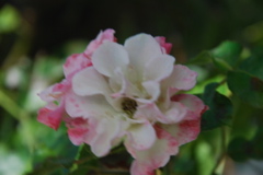 DSC_0211.JPG