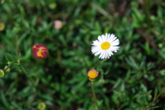 DSC_0216.JPG