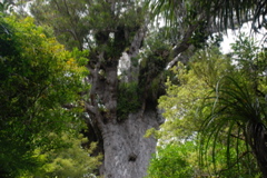 DSC_0223.JPG