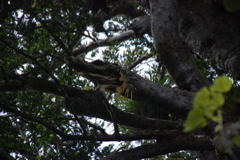 DSC_0229.JPG