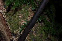 DSC_0232.JPG