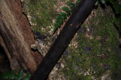 DSC_0233.JPG