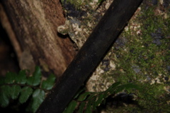 DSC_0234.JPG