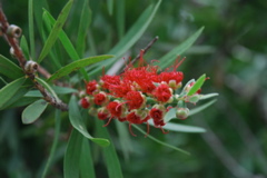 DSC_0242.JPG