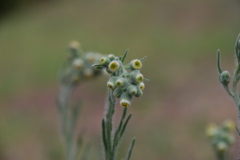 DSC_0246.JPG