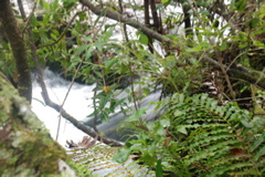 DSC_0371.JPG
