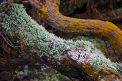 DSC_0411.JPG