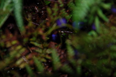 DSC_0422.JPG