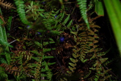 DSC_0423.JPG