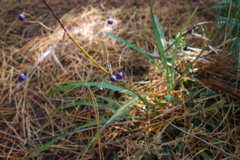 DSC_0424.JPG