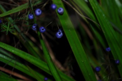 DSC_0429.JPG
