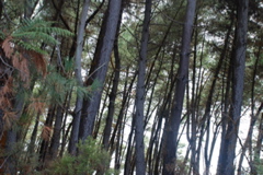 DSC_0437.JPG