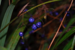 DSC_0438.JPG