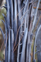 DSC_0444.JPG