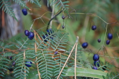 DSC_0445.JPG