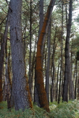 DSC_0446.JPG