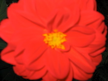 IMG_4077.JPG