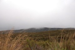 DSC_0490.JPG