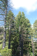 DSC_0059.JPG