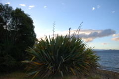 DSC_0504.JPG