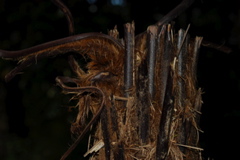 DSC_0517.JPG