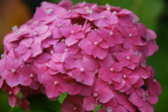 DSC_0519.JPG