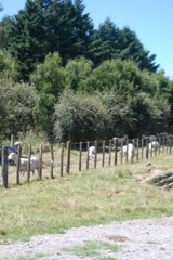 DSC_0063.JPG