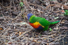 DSC_0527.JPG