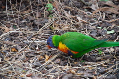 DSC_0528.JPG