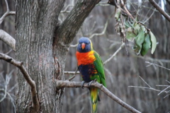 DSC_0529.JPG