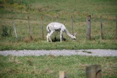 DSC_0064.JPG