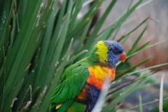 DSC_0532.JPG