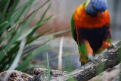 DSC_0533.JPG