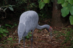 DSC_0538.JPG