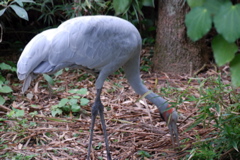 DSC_0539.JPG