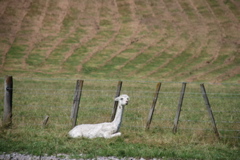 DSC_0065.JPG