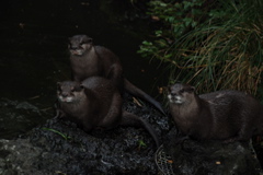 DSC_0540.JPG